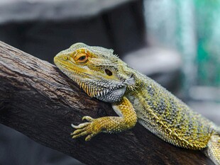 蜥蜴栖息于树枝上