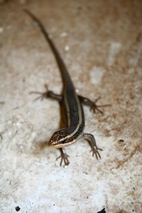 岩石上的条纹蜥蜴