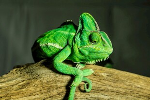 翠绿变色龙栖息于木上