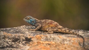 岩石上的多彩蜥蜴