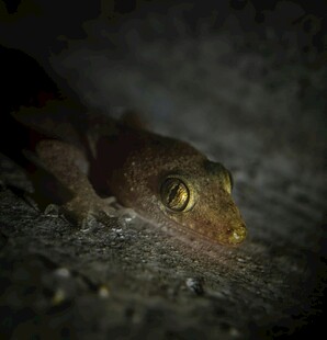 夜间壁虎特写