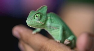 手掌上的绿色变色龙