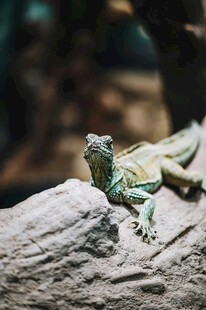 岩石上的绿色蜥蜴