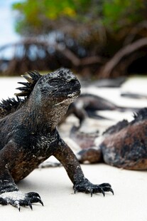 海滩上的海鬣蜥