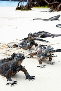 海滩上的多只海鬣蜥