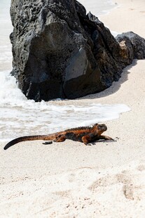 沙滩上的蜥蜴