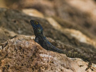 岩石上的黑色蜥蜴