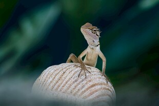 栖息于物体上的小蜥蜴