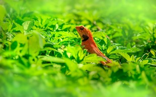 绿叶中的红色小鸟