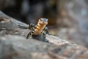 岩石上的多彩蜥蜴