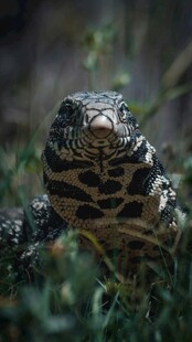 草丛中的花纹乌龟