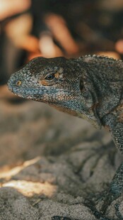  神秘的野外蜥蜴