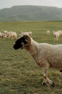 草原上的黑面绵羊