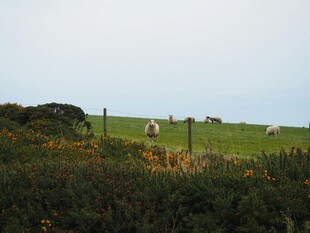 草原上悠闲吃草的羊群