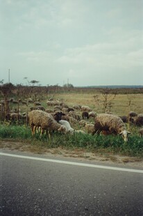公路旁吃草的羊群
