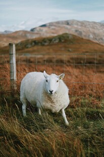 草原上的白色绵羊