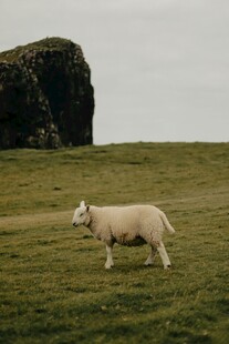 草原上漫步的绵羊