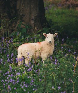 草地上的可爱小羊羔