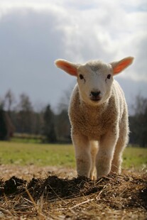 田野中的可爱小羊羔