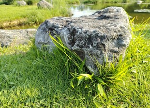 草地中巨石旁的翠绿植物