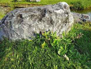 草地上的灰色大石头