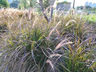 野外丛生的芒草景观