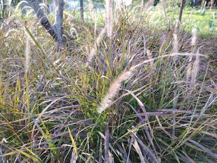 野外丛生的芒草