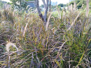 野外丛生的狗尾巴草