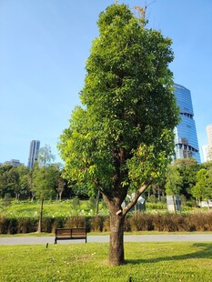 公园中挺拔绿树与长椅