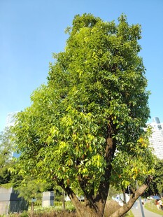 阳光下的葱郁大树