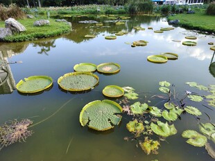 池塘中的巨大王莲叶片