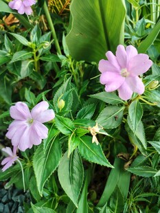 粉色小花绽放绿叶间