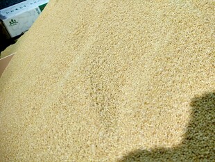 金黄饱满的谷物堆