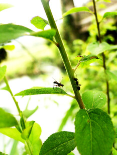 绿叶上的小昆虫