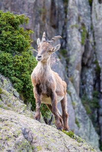 岩石上的野生山羊