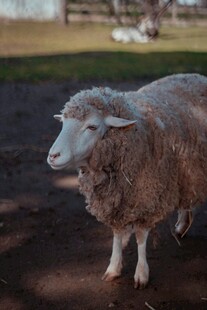 站在户外的一只绵羊