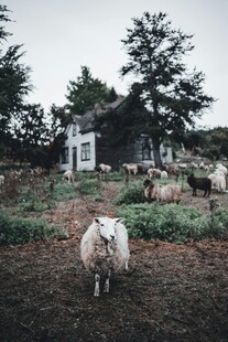 乡村田园中的羊与小屋