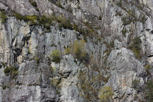 陡峭岩壁上的零星植被