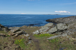海边岩石与野花风景