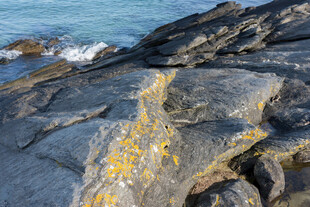 海边嶙峋礁石与金黄苔藓