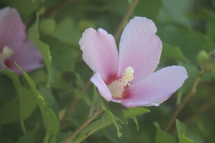 木槿