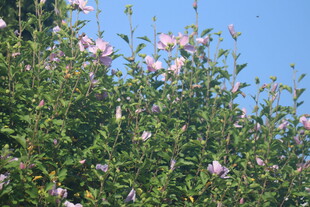 木槿