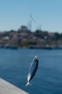 悬于空中的银色小鱼