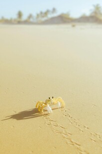 沙滩上的小螃蟹及其足迹