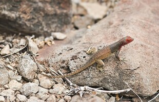 岩石旁的彩色小鱼