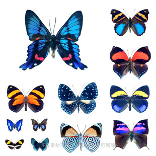 多彩蝴蝶图案集合