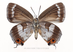 棕色斑纹蝴蝶特写