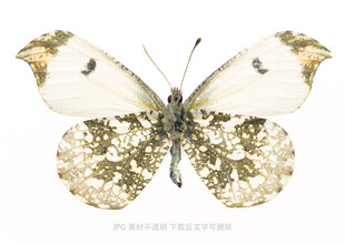 金色花纹蝴蝶图案素材