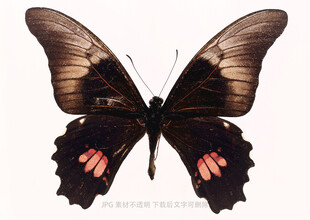 黑底红斑蝴蝶特写