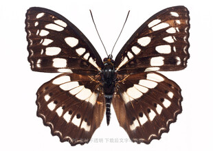 棕色花纹蝴蝶特写